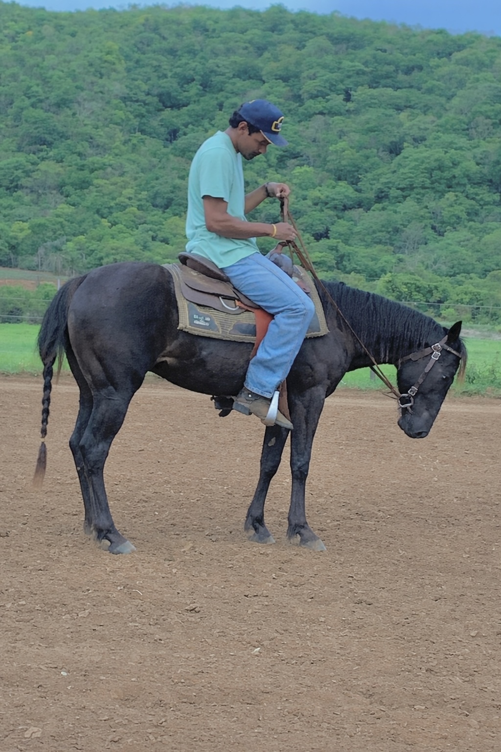 Potros em ponto de Doma